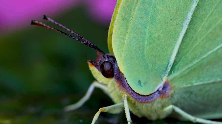 farfalla 3 da id - Gonepteryx cleopatra, Pieridae