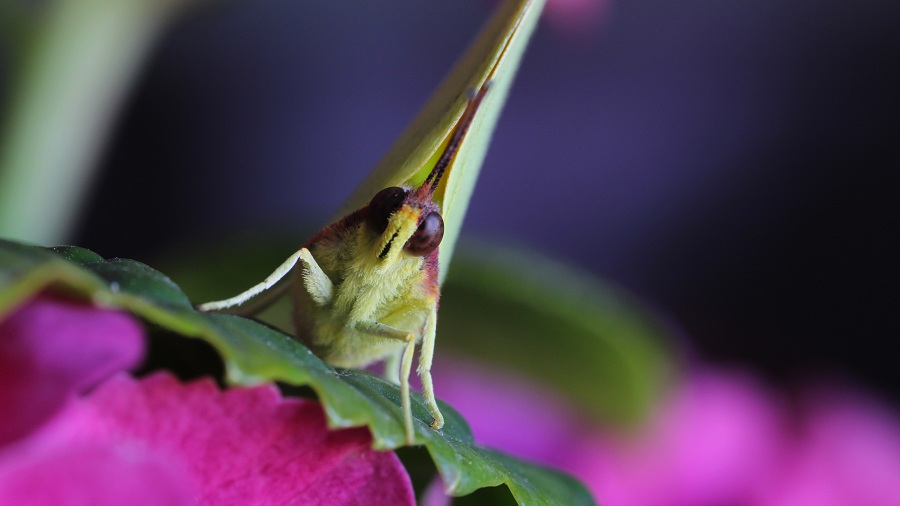 farfalla 3 da id - Gonepteryx cleopatra, Pieridae