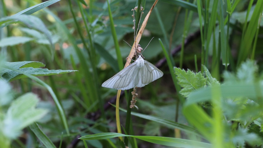 Da determinare - Siona lineata, Geometridae
