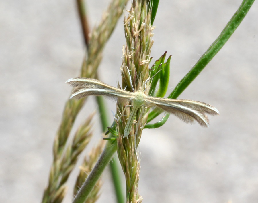 Da determinare - Merrifieldia cfr. tridactyla, Pterophoridae