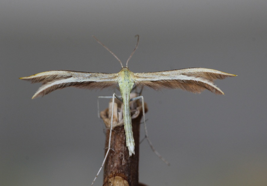 Da determinare - Merrifieldia cfr. tridactyla, Pterophoridae