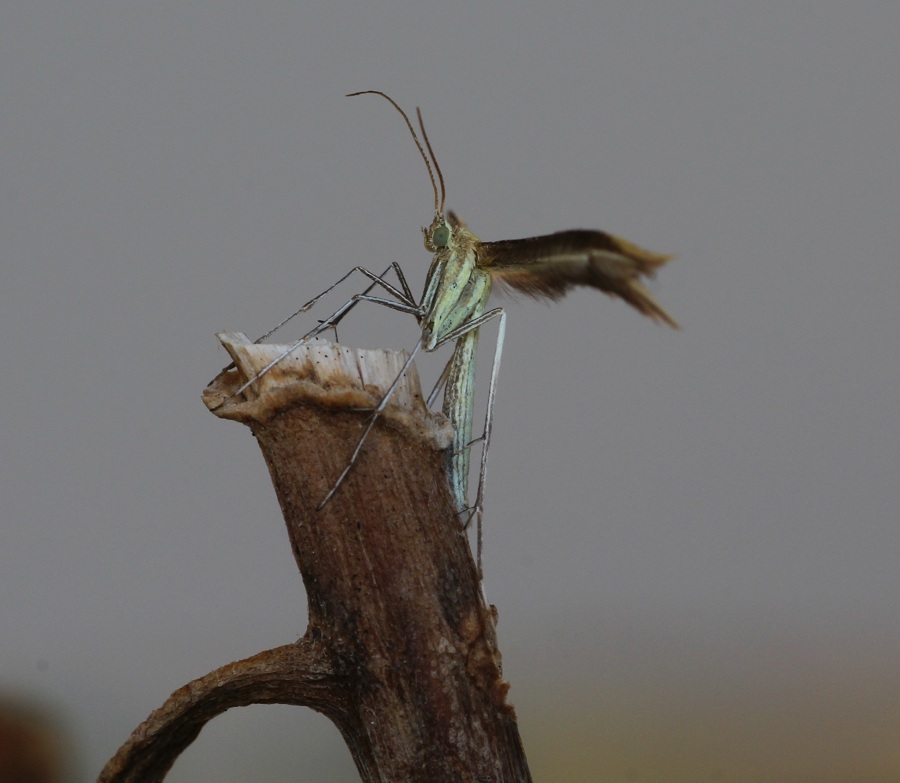 Da determinare - Merrifieldia cfr. tridactyla, Pterophoridae