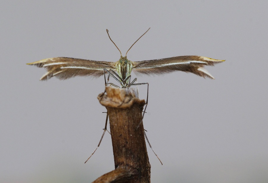 Da determinare - Merrifieldia cfr. tridactyla, Pterophoridae