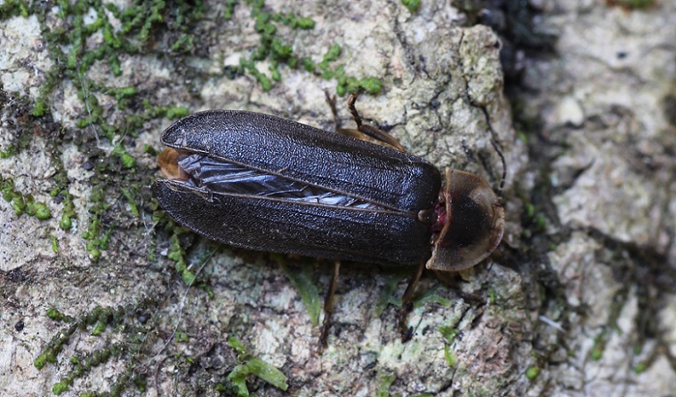 Lampyris fuscata,  maschio