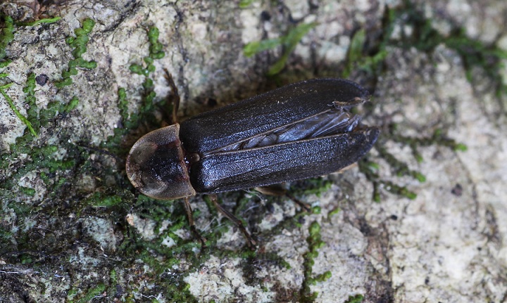 Lampyris fuscata,  maschio