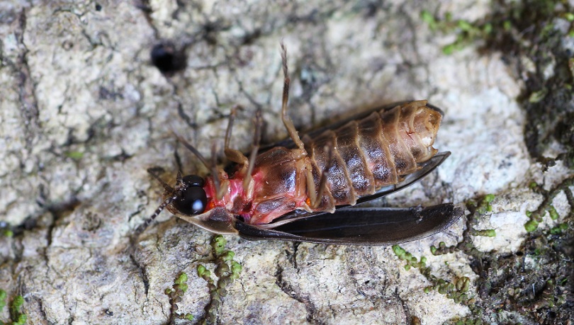 Lampyris fuscata,  maschio