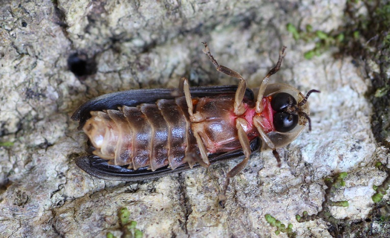 Lampyris fuscata,  maschio