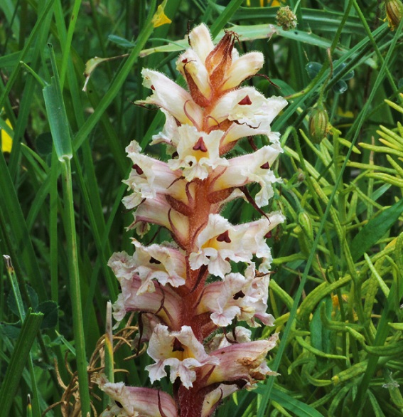 Orobanche cfr. amethystea