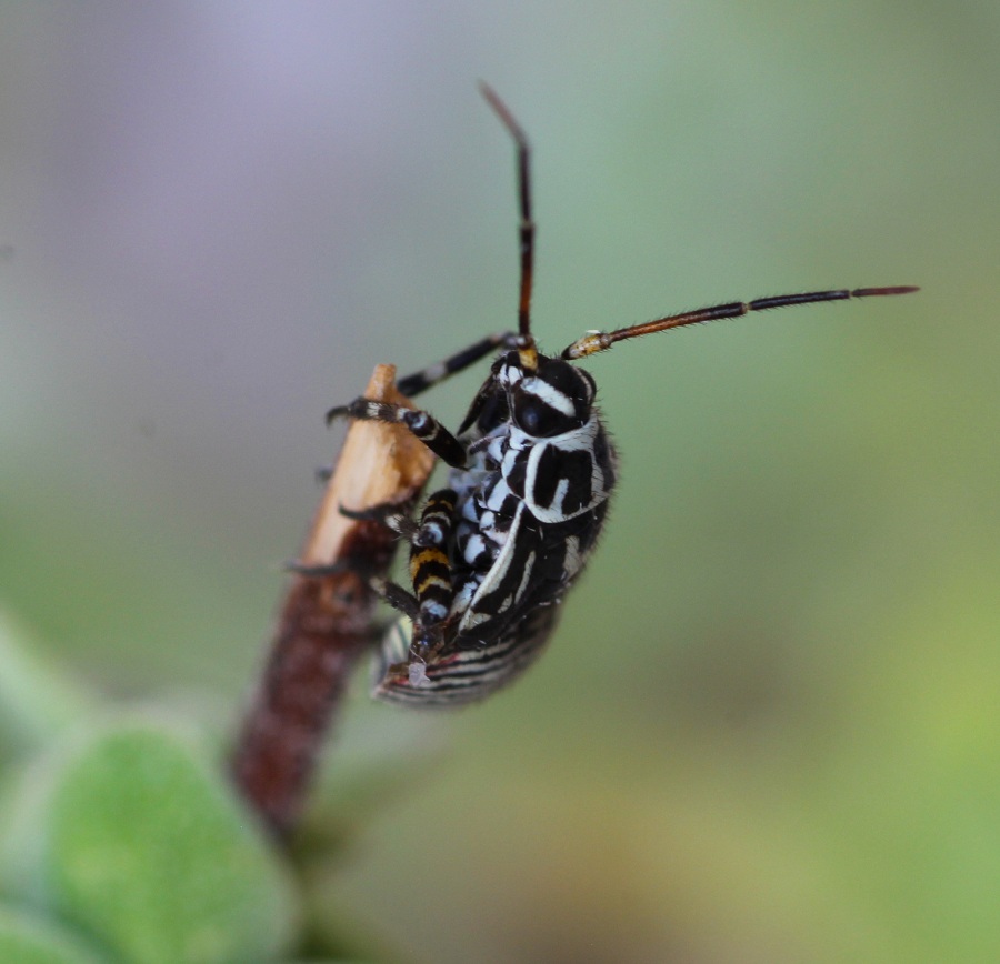 Miridae: ninfa di Brachycoleus steini