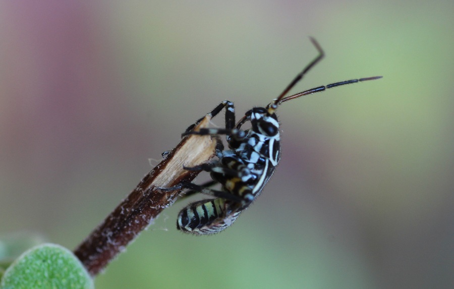 Miridae: ninfa di Brachycoleus steini