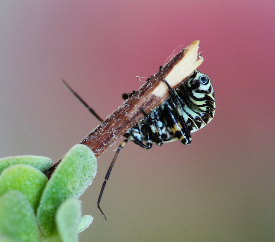 Miridae: ninfa di Brachycoleus steini
