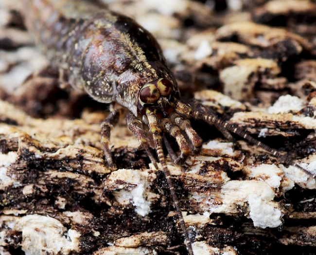 Microcoryphia: Lepismachilis sp. (Machilidae)