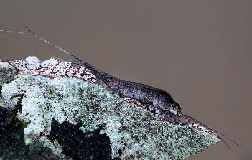 Microcoryphia: Lepismachilis sp. (Machilidae)