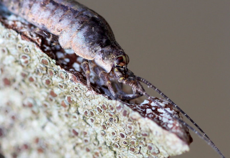 Microcoryphia: Lepismachilis sp. (Machilidae)