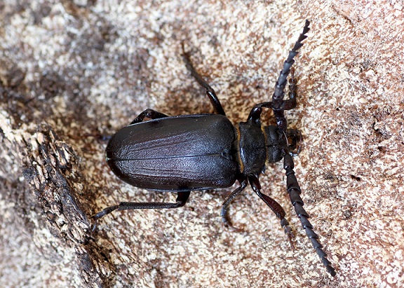 Cerambycidae: Prionus coriarius ?  S, maschio