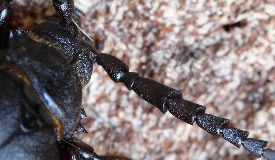 Cerambycidae: Prionus coriarius ?  S, maschio