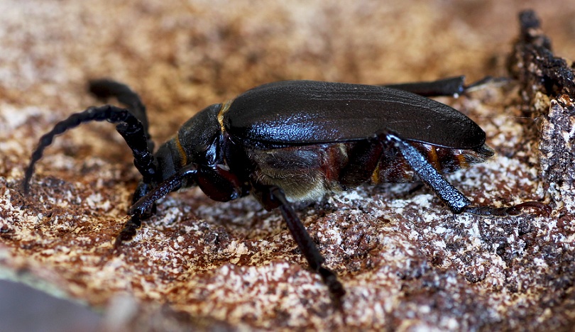 Cerambycidae: Prionus coriarius ?  S, maschio