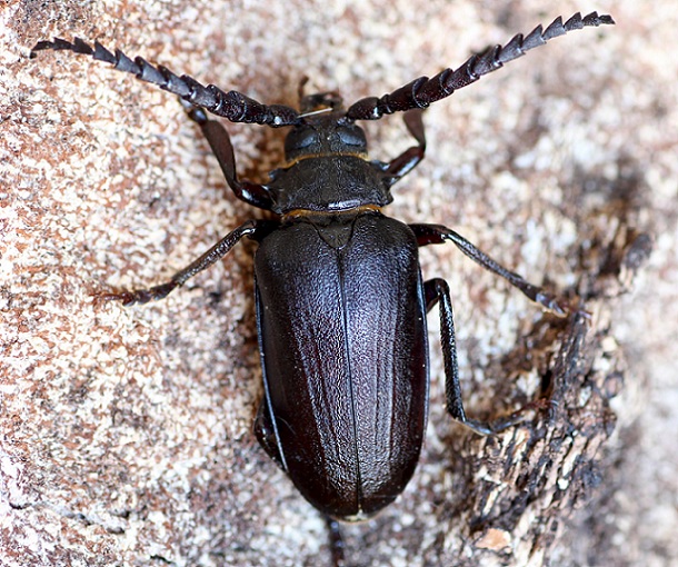 Cerambycidae: Prionus coriarius ?  S, maschio