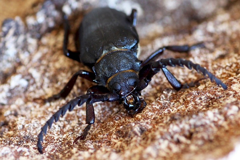 Cerambycidae: Prionus coriarius ?  S, maschio