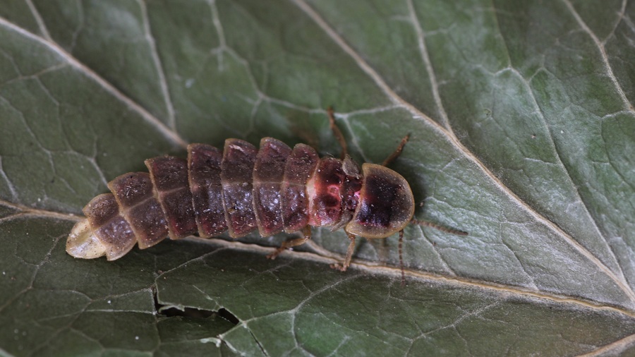 Lampyris fuscata femmina? S !