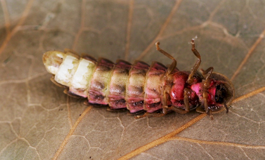 Lampyris fuscata femmina? S !