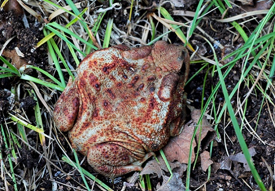 Rospo comune  (Bufo bufo)