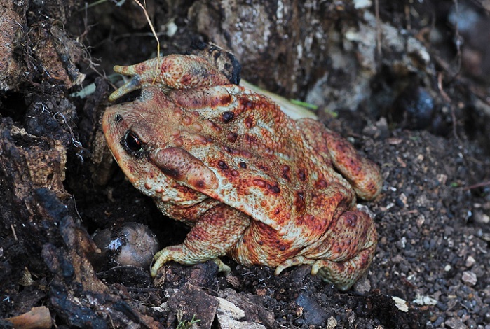 Rospo comune  (Bufo bufo)