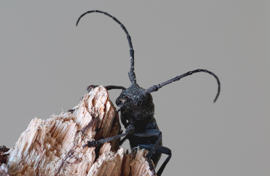 Cerambycidae: Quale Morimus?  Morimus asper asper, femmina