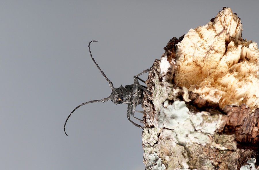 Cerambycidae: Quale Morimus?  Morimus asper asper, femmina