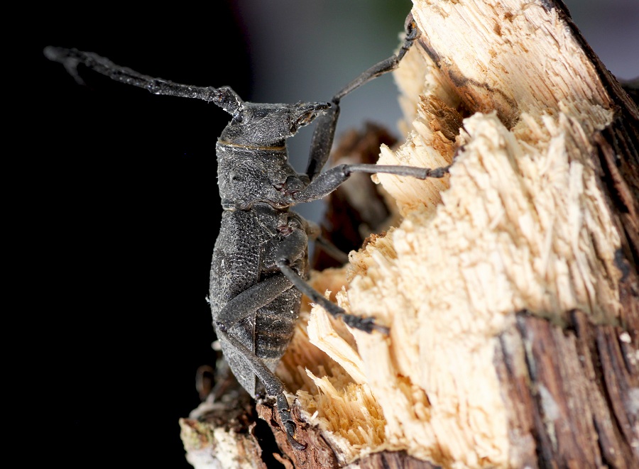 Cerambycidae: Quale Morimus?  Morimus asper asper, femmina