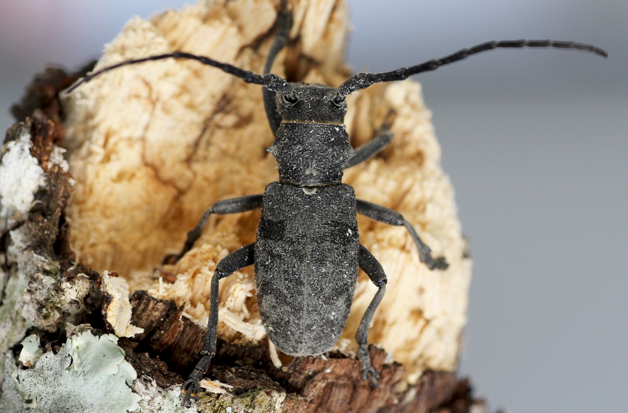 Cerambycidae: Quale Morimus?  Morimus asper asper, femmina