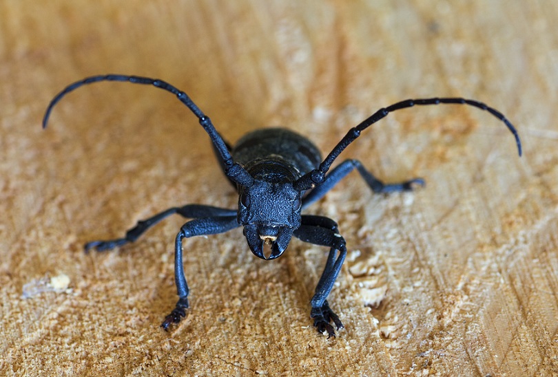 Cerambycidae: Quale Morimus?  Morimus asper asper, femmina