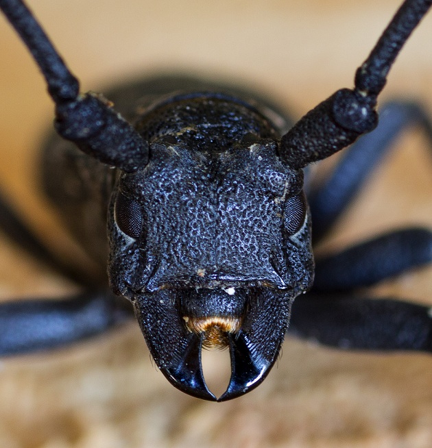 Cerambycidae: Quale Morimus?  Morimus asper asper, femmina