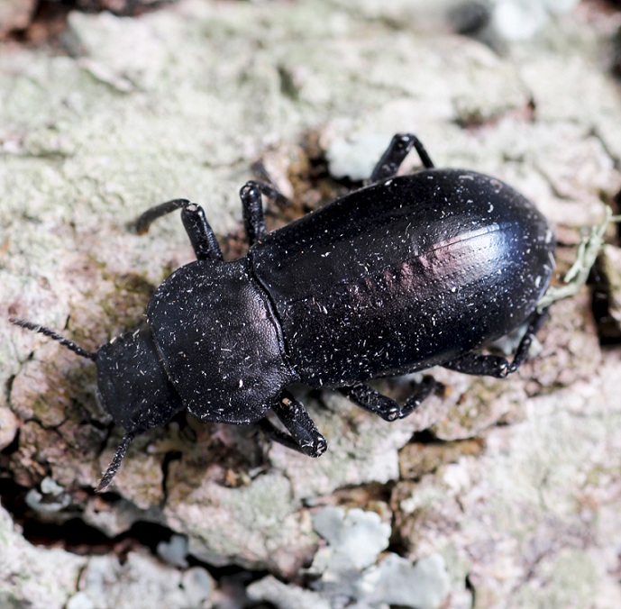 Tenebrionidae: Iphthiminus italicus italicus
