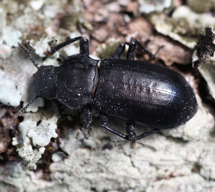 Tenebrionidae: Iphthiminus italicus italicus