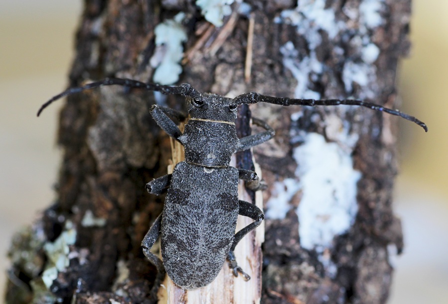 Cerambycidae: Quale Morimus?  Morimus asper asper, femmina