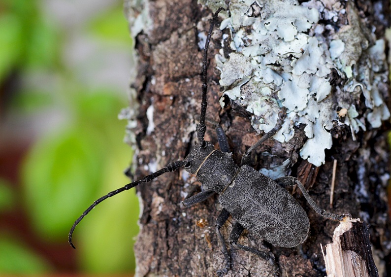 Cerambycidae: Quale Morimus?  Morimus asper asper, femmina