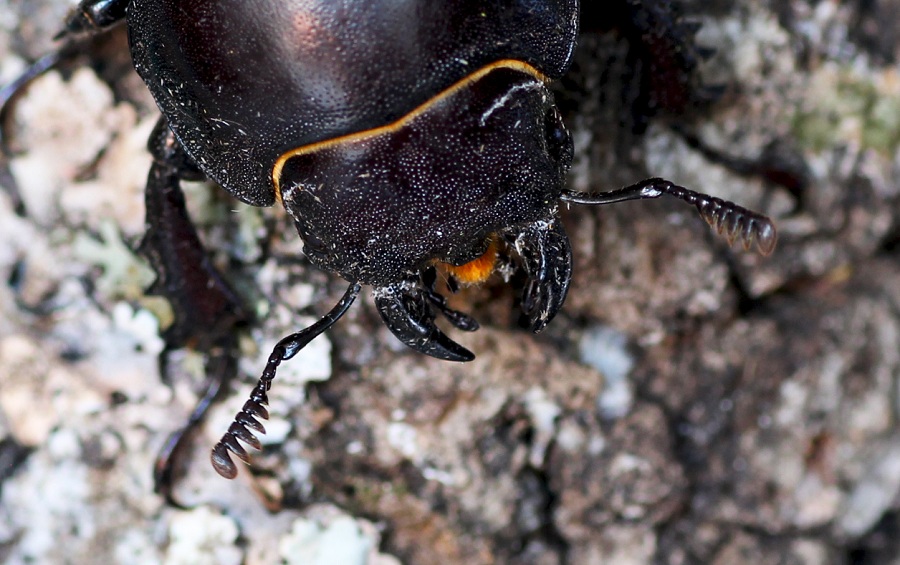 Lucanidae: Tetraodon lucanus, femmina ?  S !