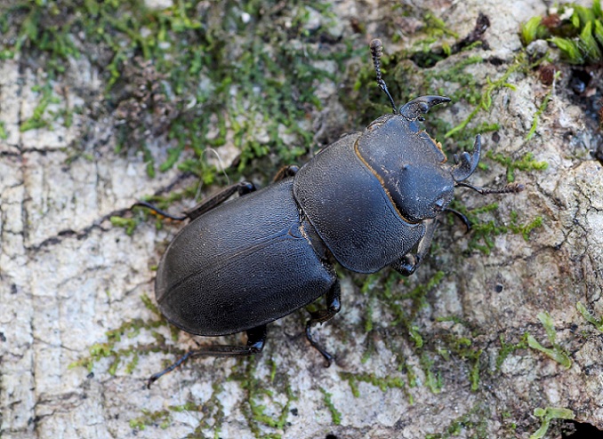 Dorcus parallelipipedus, maschio (Lucanidae)
