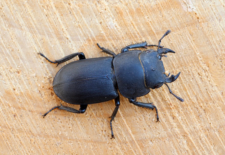Dorcus parallelipipedus, maschio (Lucanidae)