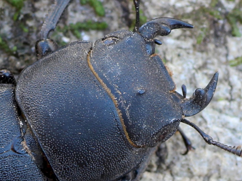 Dorcus parallelipipedus, maschio (Lucanidae)
