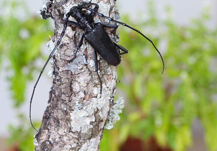 Cerambyx cerdo?  S, maschio