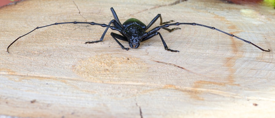 Cerambyx cerdo?  S, maschio