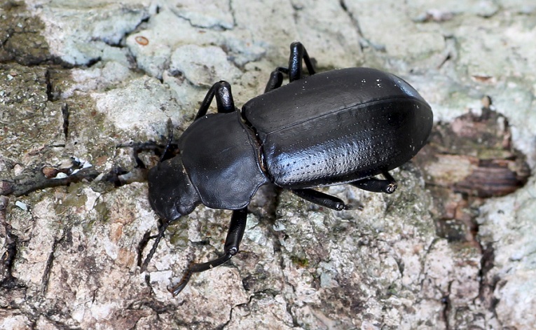 Tenebrionidae: Iphthiminus italicus italicus