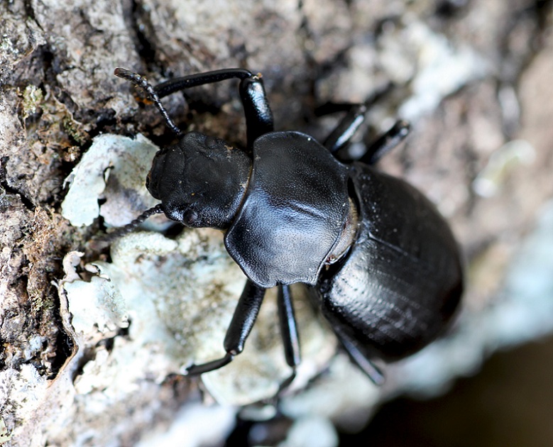 Tenebrionidae: Iphthiminus italicus italicus