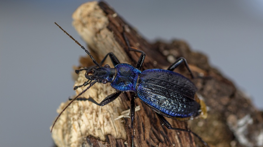 Carabidae: Carabus (Chaetocarabus) lefebvrei bayardi, maschio