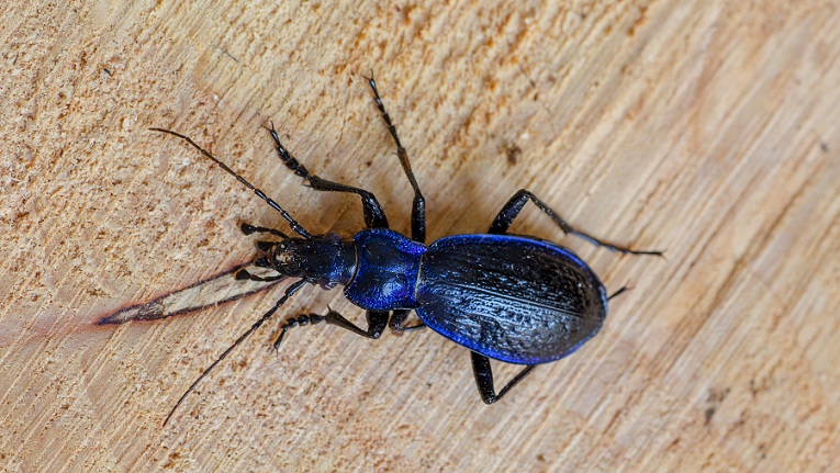 Carabidae: Carabus (Chaetocarabus) lefebvrei bayardi, maschio