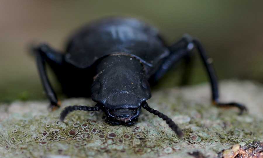 Tenebrionidae: Iphthiminus italicus italicus