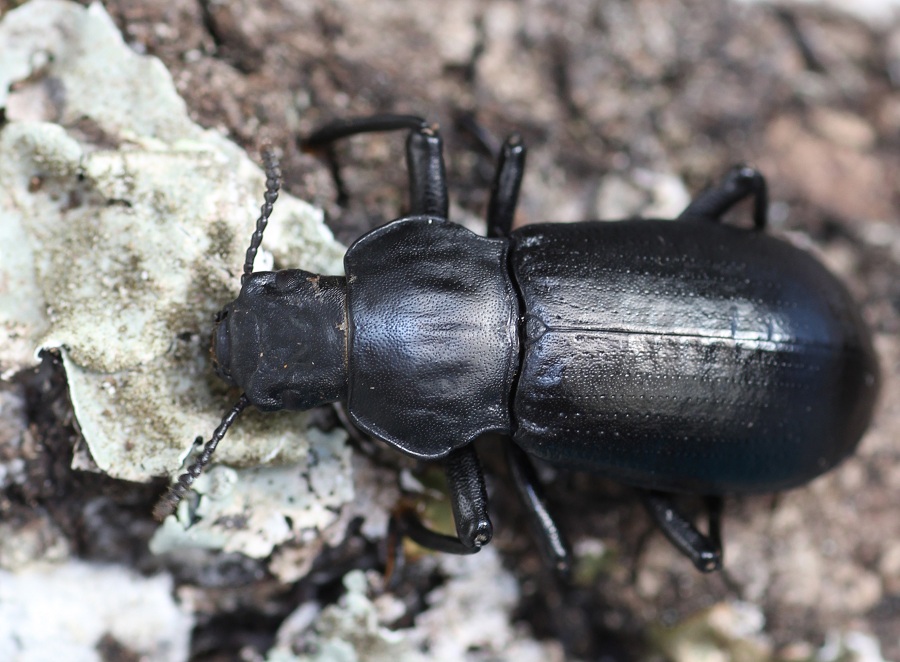 Tenebrionidae: Iphthiminus italicus italicus