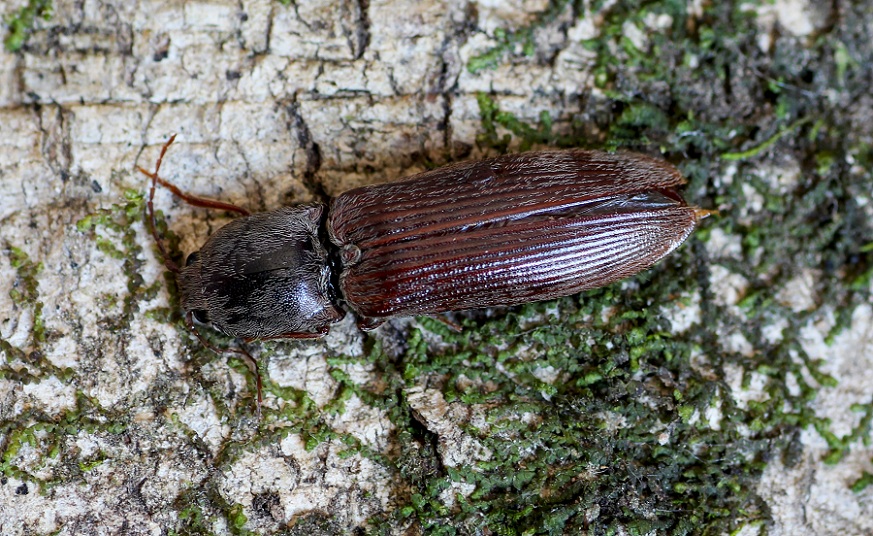 Elateridae:  Stenagostus rhombeus